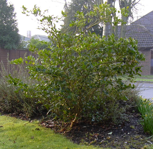 Shrub planted by the builders which I dug up