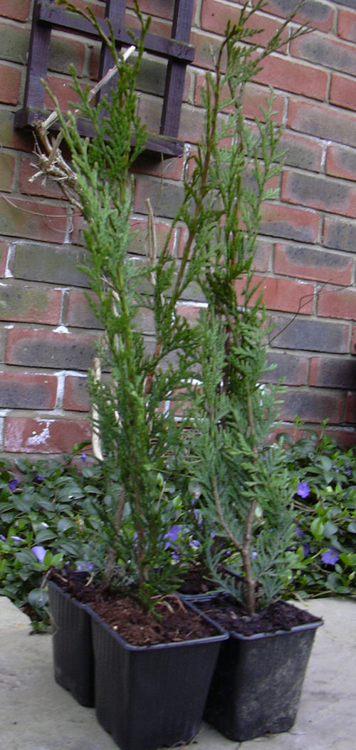 Thuja Plicata in pots